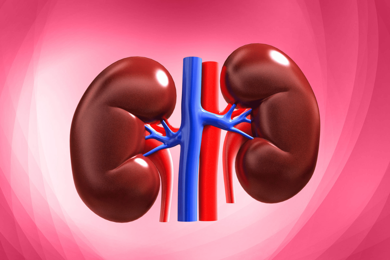 Human Kidney Organ