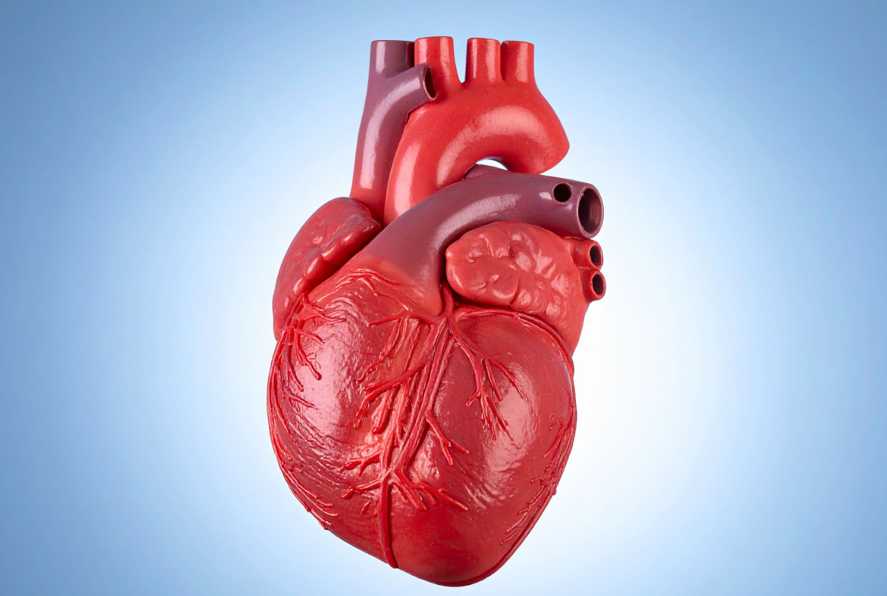 Human Heart - Cardiovascular & Genetic Connection