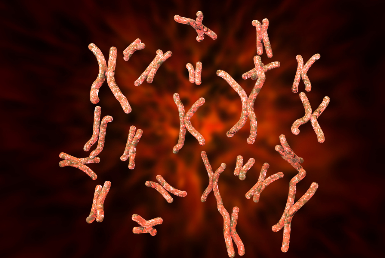 Human - Hereditary Diseases & Genetic Connection